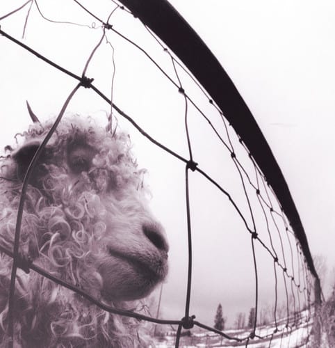 Pearl Jam — Vs.