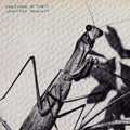 Courtney Barnett — Creature Of Habit